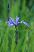 CAISSON GARDEN, SOMERSET: YELLOW, BLUE FLOWERS, BLOOMS OF IRIS SIBIRICA TAMBERG, BULBS, PERENNIALS