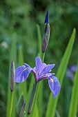 CAISSON GARDEN, SOMERSET: YELLOW, BLUE FLOWERS, BLOOMS OF IRIS SIBIRICA TAMBERG, BULBS, PERENNIALS