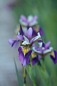 CAISSON GARDEN, SOMERSET: PURPLE, YELLOW, BLUE FLOWERS, BLOOMS OF IRIS VERSICOLOUR REGAL SURPRISE, BULBS, PERENNIALS