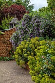 PRIORS MARSTON, WARWICKSHIRE, THE MANOR HOUSE: PERENNIALS, SHRUBS AGAINST WALL WITH EUPHORBIA WULFENII AND BLUE FLOWERING SOLANUM CRISPUM GLASNEVIN