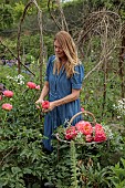 PRIORS MARSTON, WARWICKSHIRE, THE MANOR HOUSE: OWNER KATIE PICKING PEONIES IN THE WALLED KITCHEN GARDEN