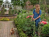 PRIORS MARSTON, WARWICKSHIRE, THE MANOR HOUSE: OWNER KATIE PICKING PEONIES IN THE WALLED KITCHEN GARDEN