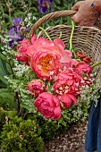 PRIORS MARSTON, WARWICKSHIRE, THE MANOR HOUSE: OWNER KATIE PICKING PEONIES IN THE WALLED KITCHEN GARDEN, BASKET OF PEONIES