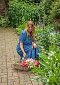 PRIORS MARSTON, WARWICKSHIRE, THE MANOR HOUSE: OWNER KATIE PICKING PEONIES IN THE WALLED KITCHEN GARDEN