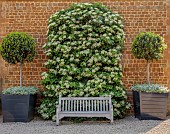 PRIORS MARSTON, WARWICKSHIRE, THE MANOR HOUSE: WOODEN VERSAILLES TUBS, CONTAINERS, WOODEN BENCH AND WHITE FLOWERING HYDRANGEA AGAINST WALL