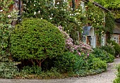 PRIORS MARSTON, WARWICKSHIRE, THE MANOR HOUSE: COTTAGES BESIDE THE WALLED GARDEN, MAY, VARIEGATED WEIGELIA, PEONIES