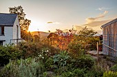 HIGHFIELD FARM, MONMOUTHSHIRE: THE GRAVEL GARDEN, SUNSET, ROSA I AM MACMILLAN, ROSA JACQUELINE DU PRE, STIPA GIGANTEA, CYNARA CARDUNCULUS, PRUNUS ROYAL BURGUNDY
