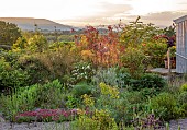HIGHFIELD FARM, MONMOUTHSHIRE: THE GRAVEL GARDEN, SUNSET, ROSA I AM MACMILLAN, ROSA JACQUELINE DU PRE, STIPA GIGANTEA, CYNARA CARDUNCULUS, PRUNUS ROYAL BURGUNDY