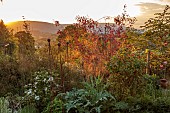 HIGHFIELD FARM, MONMOUTHSHIRE: THE GRAVEL GARDEN, SUNSET, ROSA I AM MACMILLAN, ROSA JACQUELINE DU PRE, STIPA GIGANTEA, CYNARA CARDUNCULUS, PRUNUS ROYAL BURGUNDY