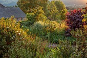 HIGHFIELD FARM, MONMOUTHSHIRE: CORYLUS MAXIMA PURPUREA, MISCANTHUS SINENSIS COSMOPOLITAN BESIDE THE MAIN DRIVE