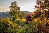 HIGHFIELD FARM, MONMOUTHSHIRE: CORYLUS MAXIMA PURPUREA, MISCANTHUS SINENSIS COSMOPOLITAN BESIDE THE MAIN DRIVE