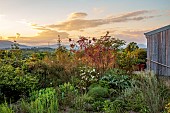 HIGHFIELD FARM, MONMOUTHSHIRE: THE GRAVEL GARDEN, SUNSET, ROSA I AM MACMILLAN, ROSA JACQUELINE DU PRE, STIPA GIGANTEA, CYNARA CARDUNCULUS, PRUNUS ROYAL BURGUNDY