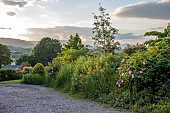 HIGHFIELD FARM, MONMOUTHSHIRE: DRIVE, MAY, ROSA COMPLICATA, CORNUS CONTROVERSA, AESCULUS PAVIA KOEHNEI, CORNUS MIDWINTER FIRE, SORBUS MONBEIGII, ROSA HYDE HALL, DAVIDIA INVOLUCRATA