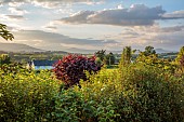 HIGHFIELD FARM, MONMOUTHSHIRE: CORYLUS MAXIMA PURPUREA, WELSH MOUNTAINS, BORROWED LANDSCAPE