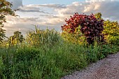 HIGHFIELD FARM, MONMOUTHSHIRE: CORYLUS MAXIMA PURPUREA, MISCANTHUS SINENSIS COSMOPOLITAN BESIDE THE MAIN DRIVE