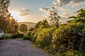 HIGHFIELD FARM, MONMOUTHSHIRE: DRIVE, MAY, ROSA COMPLICATA, CORNUS CONTROVERSA, AESCULUS PAVIA KOEHNEI, CORNUS MIDWINTER FIRE, SORBUS MONBEIGII, ROSA HYDE HALL, DAVIDIA INVOLUCRATA