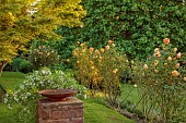 HIGHFIELD FARM, MONMOUTHSHIRE: MAY, ORANGE FLOWERS, BLOOMS OF ROSE LADY OF SHALLOT, DAVID AUSTIN ENGLISH SHRUB ROSE