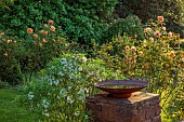 HIGHFIELD FARM, MONMOUTHSHIRE: MAY, ORANGE FLOWERS, BLOOMS OF ROSE LADY OF SHALLOT, DAVID AUSTIN ENGLISH SHRUB ROS