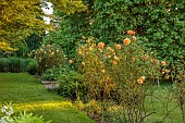 HIGHFIELD FARM, MONMOUTHSHIRE: MAY, ORANGE FLOWERS, BLOOMS OF ROSE LADY OF SHALLOT, DAVID AUSTIN ENGLISH SHRUB ROS