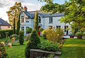 HIGHFIELD FARM, MONMOUTHSHIRE: MAY, HOUSE FRONT, ORANGE FLOWERS, BLOOMS OF ROSE LADY OF SHALLOT, DAVID AUSTIN ENGLISH SHRUB ROS