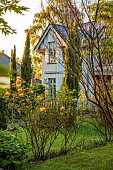 HIGHFIELD FARM, MONMOUTHSHIRE: MAY, HOUSE FRONT, ORANGE FLOWERS, BLOOMS OF ROSE LADY OF SHALLOT, DAVID AUSTIN ENGLISH SHRUB ROS