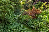 HIGHFIELD FARM, MONMOUTHSHIRE: MAY, SHADE, SHADY, WOODLAND, RED FOLIAGE, LEAVES OF PHYSOCARPUS OPULIFOLIUS LADY IN RED, NINEBARK, DECIDUOUS, SHRUBS, CORNUS KOUSA MILKY WAY