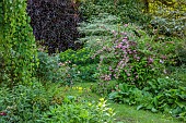 HIGHFIELD FARM, MONMOUTHSHIRE: MAY, SHADE, SHADY, WOODLAND, CORNUS ALTERNIFOLIA ARGENTA MARGINATA, DEUTZIA STRAWBERRY FIELDS
