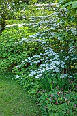 HIGHFIELD FARM, MONMOUTHSHIRE: MAY, SHADE, SHADY, WOODLAND, WHITE FLOWERS, BLOOMS OF VIBURNUM PLICATUM F TOMENTOSUM PINK BEAUTY, SHRUBS, JAPANESE SNOWBALL, DECIDUOUS, LACECAP