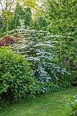 HIGHFIELD FARM, MONMOUTHSHIRE: MAY, SHADE, SHADY, WOODLAND, WHITE FLOWERS, BLOOMS OF VIBURNUM PLICATUM F TOMENTOSUM PINK BEAUTY, SHRUBS, JAPANESE SNOWBALL, DECIDUOUS, LACECAP