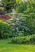 HIGHFIELD FARM, MONMOUTHSHIRE: MAY, SHADE, SHADY, WOODLAND, WHITE FLOWERS, BLOOMS OF VIBURNUM PLICATUM F TOMENTOSUM PINK BEAUTY, SHRUBS, JAPANESE SNOWBALL, DECIDUOUS, LACECAP