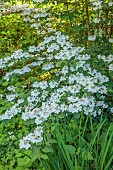 HIGHFIELD FARM, MONMOUTHSHIRE: MAY, SHADE, SHADY, WOODLAND, WHITE FLOWERS, BLOOMS OF VIBURNUM PLICATUM F TOMENTOSUM PINK BEAUTY, SHRUBS, JAPANESE SNOWBALL, DECIDUOUS, LACECAP