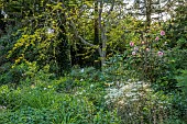 HIGHFIELD FARM, MONMOUTHSHIRE: MAY, SHADE, SHADY, WOODLAND, ROSE, ROSA STRAWBERRY HIL, PELTARIA ALLIACEA, GARLIC CRESS, GLEDITSIA TRIACANTHOS, BENCH, SEAT
