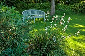 HIGHFIELD FARM, MONMOUTHSHIRE: MAY, SHADE, WOODLAND, WOODEN BENCH, SEAT, WHITE FLOWERS OF LIBERTIA FORMOSA