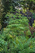 HIGHFIELD FARM, MONMOUTHSHIRE: MAY, SHADE, WOODLAND, CORNUS KOUSA CHINENSIS MILKY WAY, DOGWOODS, TREES, DECIDUOUS