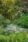 HIGHFIELD FARM, MONMOUTHSHIRE: MAY, SHADE, SHADY, WOODLAND, ROSE, ROSA STRAWBERRY HIL, PELTARIA ALLIACEA, GARLIC CRESS