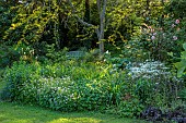 HIGHFIELD FARM, MONMOUTHSHIRE: MAY, SHADE, SHADY, WOODLAND, ROSE, ROSA STRAWBERRY HIL, PELTARIA ALLIACEA, GARLIC CRESS, GLEDITSIA TRIACANTHOS, BENCH, SEAT