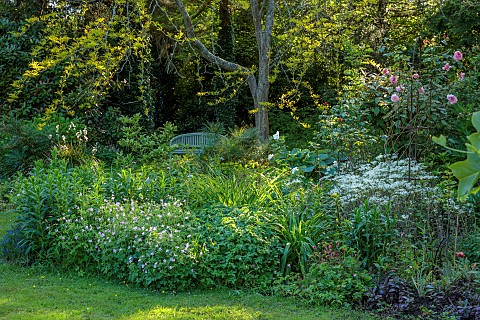 HIGHFIELD_FARM_MONMOUTHSHIRE_MAY_SHADE_SHADY_WOODLAND_ROSE_ROSA_STRAWBERRY_HIL_PELTARIA_ALLIACEA_GAR