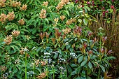 HIGHFIELD FARM, MONMOUTHSHIRE: MAY, FLOWERS, AESCULUS PAVIA KOEHNEI, DWARF CHESTNUT TREE, ILLICUM GRIFFITHII, TREE, HIMALAYAN STAR ANISE, CALYCANTHUS X RAULSTONII HARTLAGE WINE