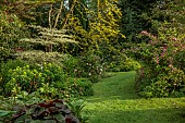 HIGHFIELD FARM, MONMOUTHSHIRE: MAY, SHADE, WOODLAND, LIGULARIA DESDEMONA, RODGERSIA PINNATA, EUPHORBIA EXCALIBUR, CORNUS ALTERNIFOLIA ARGENTA MARGINATA, DEUTZIA STRAWBERRY FIELDS