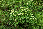 HIGHFIELD FARM, MONMOUTHSHIRE: MAY, SHADE, WOODLAND, CORNUS KOUSA CHINENSIS MILKY WAY, DOGWOODS, TREES, DECIDUOUS