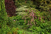 HIGHFIELD FARM, MONMOUTHSHIRE: MAY, SHADE, SHADY, WOODLAND, CORNUS ALTERNIFOLIA ARGENTA MARGINATA, DEUTZIA STRAWBERRY FIELDS