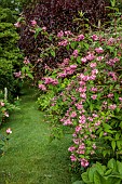 HIGHFIELD FARM, MONMOUTHSHIRE: MAY, PINK, CREAM, WHITE FLOWERS, BLOOMS OF DEUTZIA X HYBRIDA STRAWBERRY FIELDS, SHRUBS