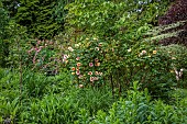 HIGHFIELD FARM, MONMOUTHSHIRE: MAY, RED, YELLOW, CREAM FLOWERS, BLOOMS OF ROSES, ROSA EYE OF THE TIGER, PERSICA ROSE