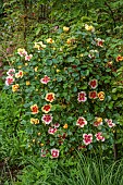 HIGHFIELD FARM, MONMOUTHSHIRE: MAY, RED, YELLOW, CREAM FLOWERS, BLOOMS OF ROSES, ROSA EYE OF THE TIGER, PERSICA ROSE