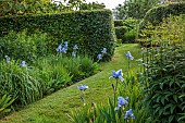 HIGHFIELD FARM, MONMOUTHSHIRE: MAY, BORDERS, BLUE FLOWERS OF IRIS JANE PHILIPS, HEDGES, HEDGING, GRASS PATH