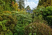 HIGHFIELD FARM, MONMOUTHSHIRE: PAULOWNIA TOMENTOSA, PERSICARIA PURPLE FANTASY, FATSIA GREENFINGERS, ARALIA VARIEGATA, KOELREUTIA CORAL SUN, VALERIANA OFFICINALIS TETRAPANAX REX