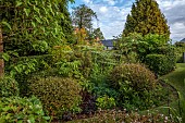 HIGHFIELD FARM, MONMOUTHSHIRE: PAULOWNIA TOMENTOSA, PERSICARIA PURPLE FANTASY, FATSIA GREENFINGERS, ARALIA VARIEGATA, KOELREUTIA CORAL SUN, VALERIANA OFFICINALIS TETRAPANAX REX