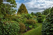 HIGHFIELD FARM, MONMOUTHSHIRE: PAULOWNIA TOMENTOSA, PERSICARIA PURPLE FANTASY, FATSIA GREENFINGERS, ARALIA VARIEGATA, KOELREUTIA CORAL SUN, VALERIANA OFFICINALIS TETRAPANAX REX