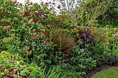 HIGHFIELD FARM, MONMOUTHSHIRE: MAY, FLOWERS, AESCULUS PAVIA KOEHNEI, DWARF CHESTNUT TREE, ILLICUM GRIFFITHII, TREE, HIMALAYAN STAR ANISE, CALYCANTHUS X RAULSTONII HARTLAGE WINE