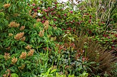 HIGHFIELD FARM, MONMOUTHSHIRE: MAY, FLOWERS, AESCULUS PAVIA KOEHNEI, DWARF CHESTNUT TREE, ILLICUM GRIFFITHII, TREE, HIMALAYAN STAR ANISE, CALYCANTHUS X RAULSTONII HARTLAGE WINE